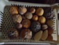 disztokok-dovlecel-ornamental-ornamental-gourd